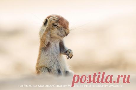 12 фотографий дикой природы, которые заставят вас смеяться | Российское фото | Яндекс Дзен