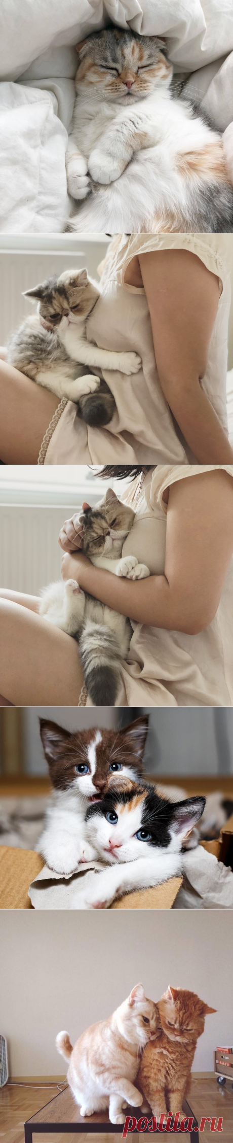 Ах, эти удивительные кошечки!..