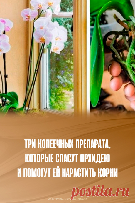 Три копеечных препарата, которые спасут орхидею и помогут ей нарастить корни