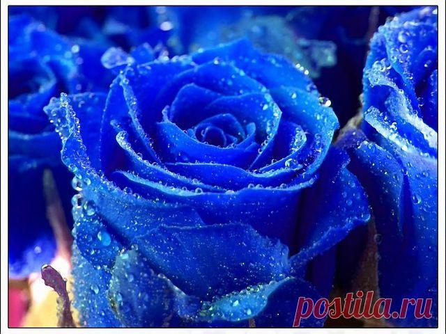 Синие розы.