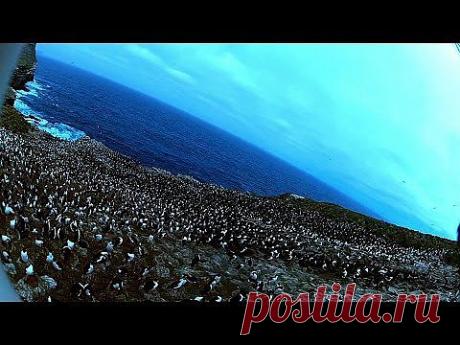 Птица украла камеру и сняла колонию пингвинов.