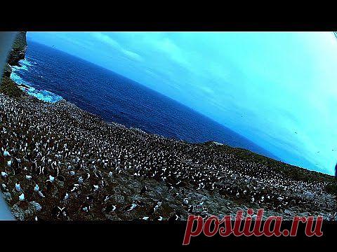 Птица украла камеру и сняла колонию пингвинов.