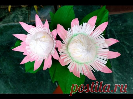 Paper Flower King Protea \ Protea cynaroides (flower # 151)