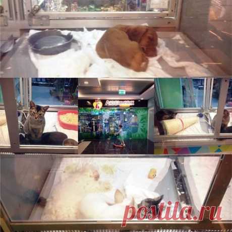 Юлия Мезина