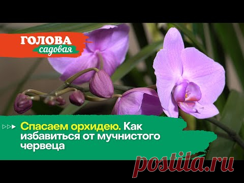 Голова садовая - Спасаем орхидею. Как избавиться от мучнистого червеца