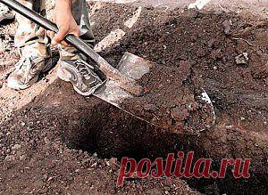 Подготовка и посадка растений для живой изгороди | Дача - впрок