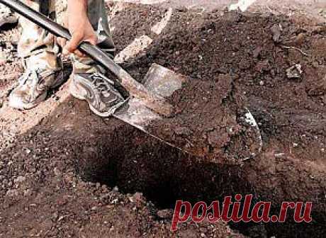 Подготовка и посадка растений для живой изгороди | Дача - впрок