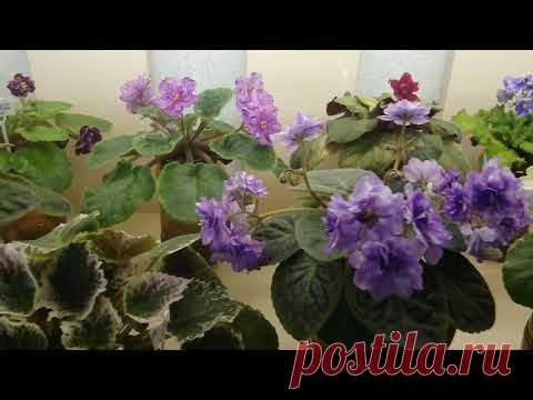 26,01,21 цветение после удаления всех цветоносов и обработки от трипса