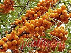 Проснись и пой с облепихой-душой! | Друг пенсионера
Конечно, сейчас уже к облепихе, зо­лотой ягодке, отношение не то, как десять лет назад: тогда вареньем и соком из облепихи не только хваста­лись, его выменивали на виноград, на 3-5 килограмм отличных помидоров «бычье сердце».