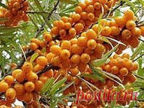 Проснись и пой с облепихой-душой! | Друг пенсионера
Конечно, сейчас уже к облепихе, зо­лотой ягодке, отношение не то, как десять лет назад: тогда вареньем и соком из облепихи не только хваста­лись, его выменивали на виноград, на 3-5 килограмм отличных помидоров «бычье сердце».