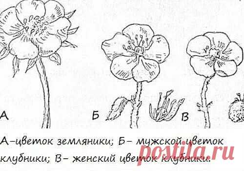 КАК ОПРЕДЕЛИТЬ ЖЕНСКИЕ КУСТЫ КЛУБНИКИ
 
Что нужно делать? Обязательно поливайте клубнику, ведь сейчас закладывается будущий урожай. И своевременно займитесь размножением кустов клубники. В этом деле нужно знать некоторые премудрости.
 
Для того, чтобы собирать обильный урожай, нужно убедиться, что на грядке преобладают кусты женского пола. Ведь плодоносят в основном женские растения, а мужские хоть и дают небольшое количество ягод, отвечают они, в основном, за опыление жен...