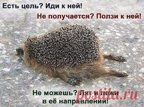 Любая цель с нашей командой осуществима! Заходим и регистрируемся  https://2604.st10.su/4