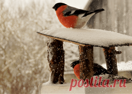 Календарь сезонных работ в саду: декабрь - Planetalsad