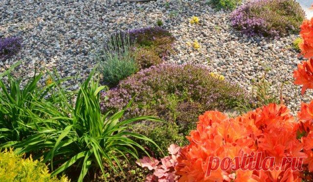 6 секретных приемов обустройства гравийного сада | Идеи дизайна (Огород.ru)