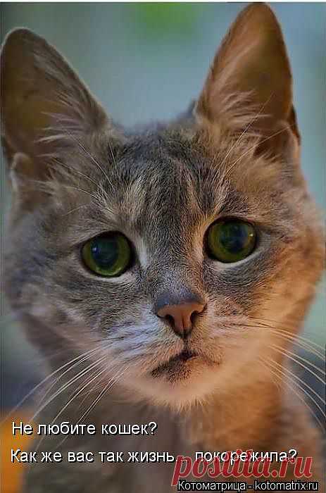 Котоматрица: Лучшие за ноябрь 2013