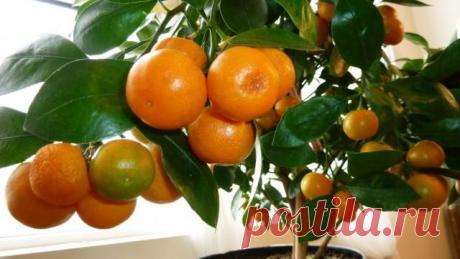 Домашний мандарин из косточки: от А до Я