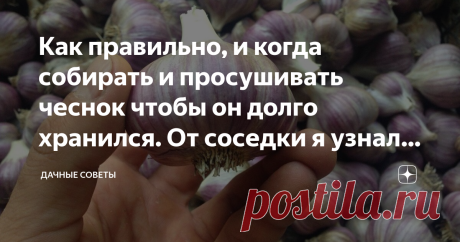 Как правильно, и когда собирать и просушивать чеснок чтобы он долго хранился. От соседки я узнала в чём была моя ошибка. 
Чеснок по праву можно назвать одним из наиболее популярных овощей,  которые огородники выращивают на своих приусадебных участках. Качество  урожая зависит от многих факторов.  В первую очередь, от особенностей  того или иного сорта. Немаловажную роль играет четкое соблюдение  агротехники.
Очень важно своевременно убирать урожай. Начинать следует, ориент...