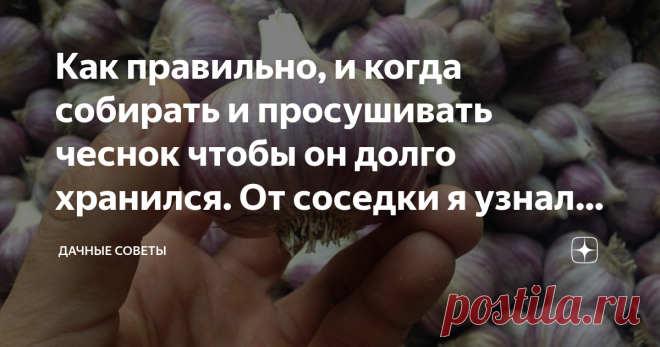 Как правильно, и когда собирать и просушивать чеснок чтобы он долго хранился. От соседки я узнала в чём была моя ошибка. 
Чеснок по праву можно назвать одним из наиболее популярных овощей,  которые огородники выращивают на своих приусадебных участках. Качество  урожая зависит от многих факторов.  В первую очередь, от особенностей  того или иного сорта. Немаловажную роль играет четкое соблюдение  агротехники.
Очень важно своевременно убирать урожай. Начинать следует, ориент...