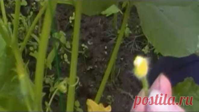 Одноклассники