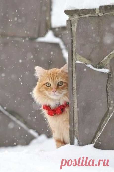 (13) Facebook