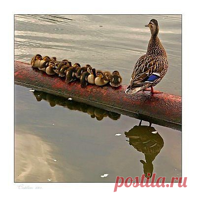 Родительские птичьи заботы.