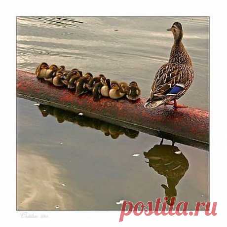 Родительские птичьи заботы.