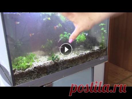 #Аквариум с #ГУППИ 60 литров  Глобальная пересадка #растений В этом ролике я у вас на глазах повыкорчую все #растения и мхи в своем 60 литровом #аквариуме с самцами #ГУППИ, перемотаю заново #корягу, сделаю коври...