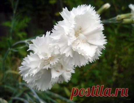 8 цветочных культур, которые сеют на рассаду в феврале / рассада / 7dach.ru