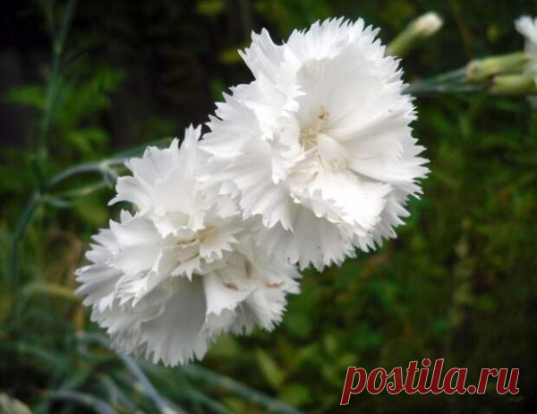 8 цветочных культур, которые сеют на рассаду в феврале / рассада / 7dach.ru