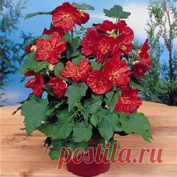 Абутилон - виды, уход