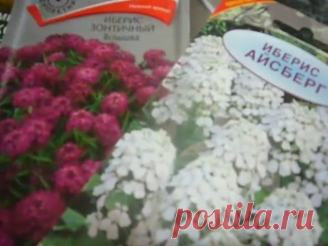 ликбез для начинающих,забытые однолетние цветы, часть 2