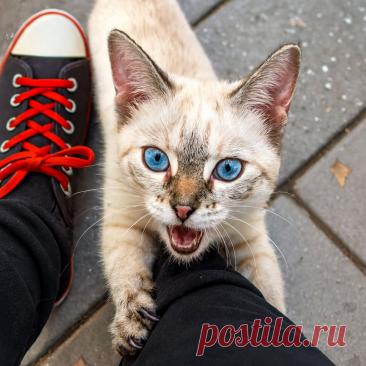 Охотница - OGADANIE.RU