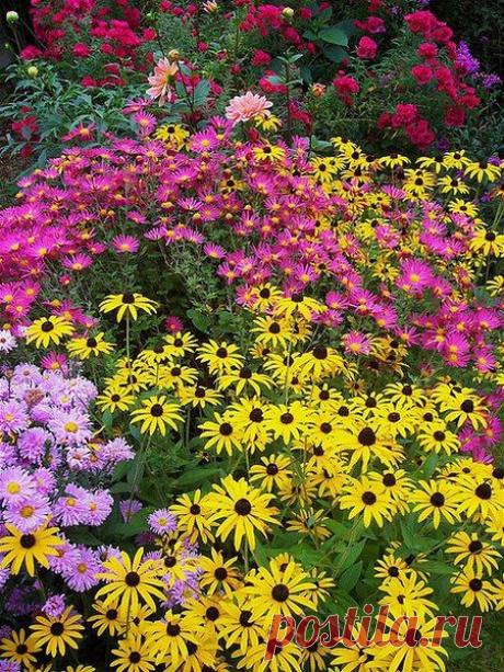 Золотился листвы изумруд,
Онемел небосклон в облаках,
Разноцветной гирляндой цветут
Георгины и астры в садах.
Надоедливый дождик порой
Паутиною мутной висит,
Забавляется ветер с листвой,
Поиграет и вновь улетит.
А порою луч солнца слегка
Обожжет поцелуем своим,
И несутся, вертясь, облака
Позолоченных листьев за ним.

Владимир Набоков