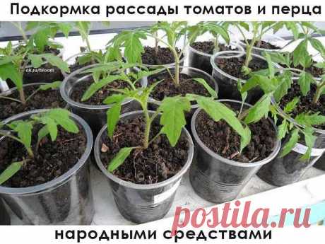 Подкормка помидор и перца – это восполнение недостающих жизненно важных элементов в почве.