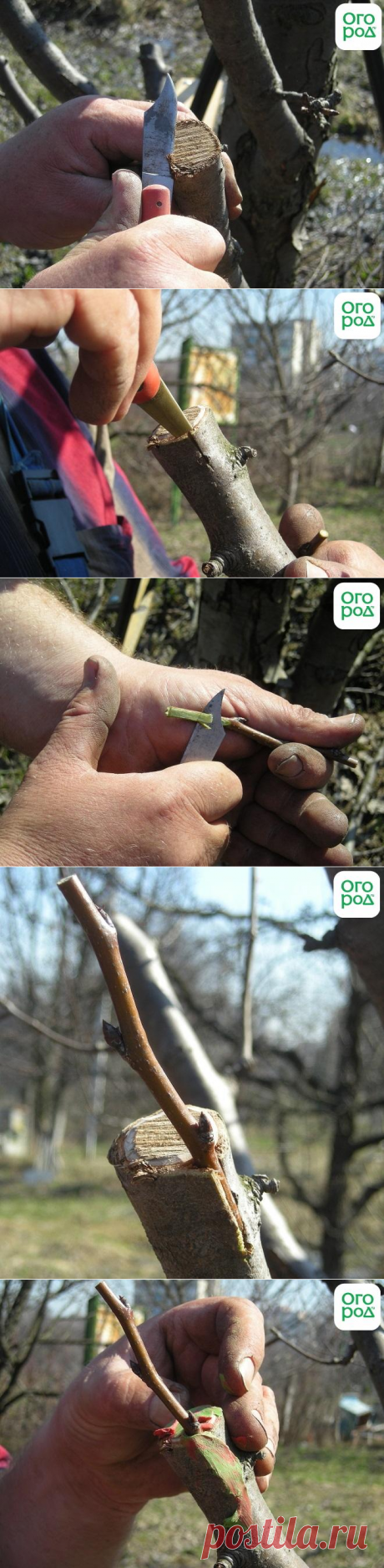 Как привить грушу весной – подробная пошаговая инструкция (фото) | В саду (Огород.ru)