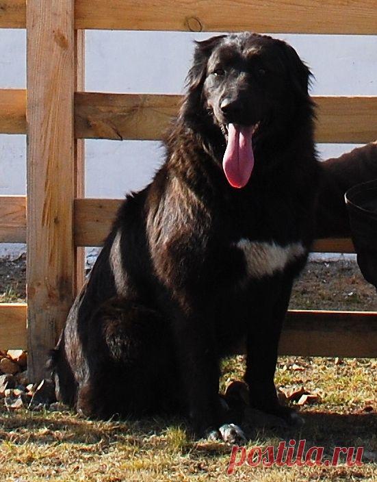 Чарка - монгольская АПчарка.