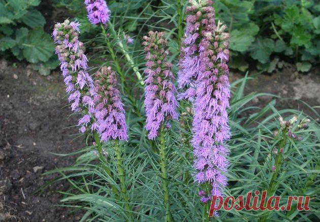 Пурпурные свечи лиатриса 
Лиатрис – неприхотливый корневищный травянистый многолетник семейства сложноцветные. В культуре встречаются два вида.


Лиатрис колосковый формирует растения высотой 50 см с густооблиственными стебля…