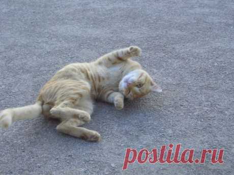 Лето | Фотографии Ксюша Ксюшина | 201 фото