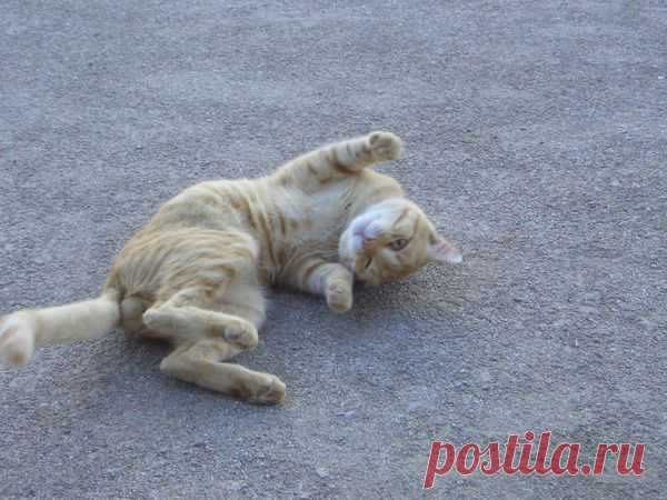 Лето | Фотографии Ксюша Ксюшина | 201 фото