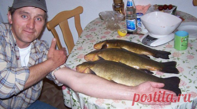 На что ловят линя?