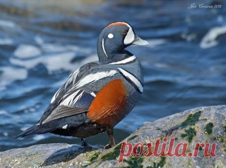 14 невероятных видов диких уток - Удивительный Мир Животных