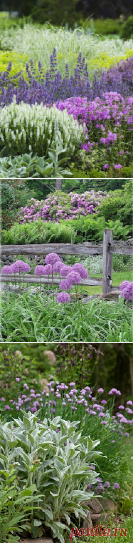Sunday garden - Perennial's border for sunny garden