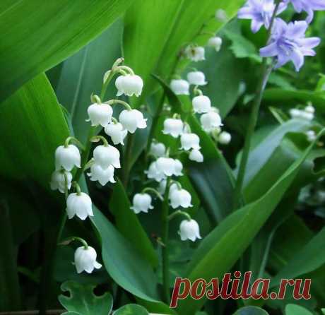Я люблю ✿ ЦВЕТЫ ✿ | I ♥ Flowers