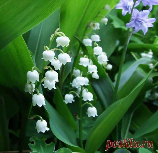 Я люблю ✿ ЦВЕТЫ ✿ | I ♥ Flowers