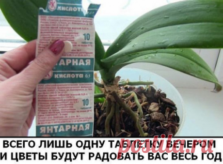 Разведите всего лишь одну таблетку вечером и цветы будут радовать вас весь год
В любой аптеке буквально за копейки продаётся средство, которое превратит ваш сад в мечту! Называется оно янтарная кислота. Янтарную кислоту принимают внутрь как лекарственное средство, используют в промышленности, но самые замечательные результаты она показывает в качестве удобрения.
Всё что вам нужно сделать – растворить 1 грамм кристаллов в столовой ложке тёплой воды и разбавить получившийся раствор ещё в пяти лит