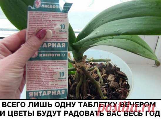 Разведите всего лишь одну таблетку вечером и цветы будут радовать вас весь год
В любой аптеке буквально за копейки продаётся средство, которое превратит ваш сад в мечту! Называется оно янтарная кислота. Янтарную кислоту принимают внутрь как лекарственное средство, используют в промышленности, но самые замечательные результаты она показывает в качестве удобрения.
Всё что вам нужно сделать – растворить 1 грамм кристаллов в столовой ложке тёплой воды и разбавить получившийся раствор ещё в пяти лит