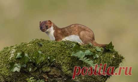 флора и фауна россии – Google Поиск