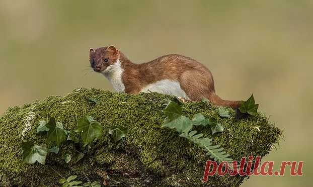 флора и фауна россии – Google Поиск