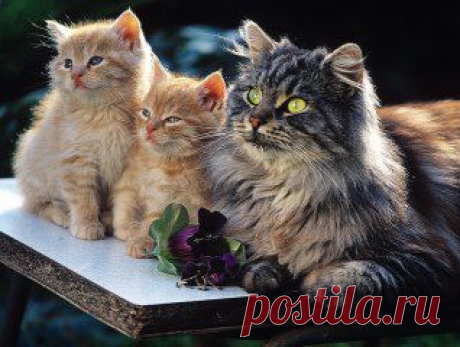 Одноклассники