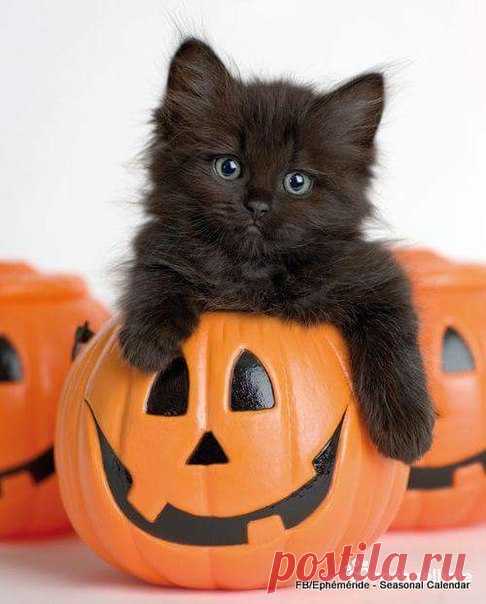 С днем Хэллоуина Вас друзья!!!🎃🎃🎃👻👻👻